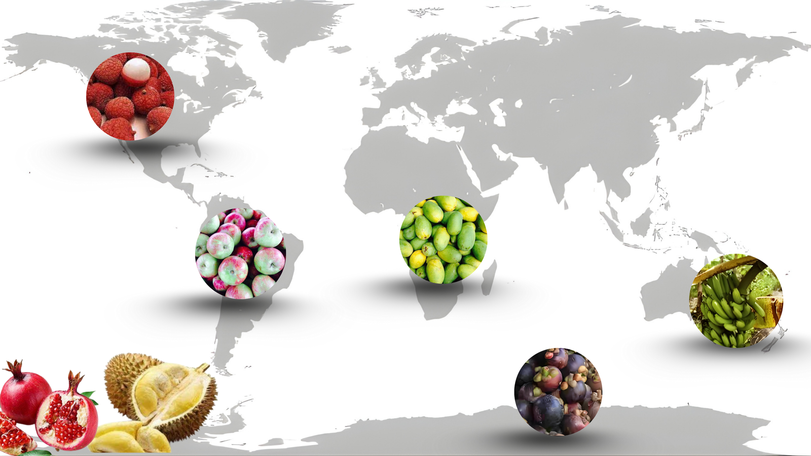 Freshmama Transportation and Storage Map